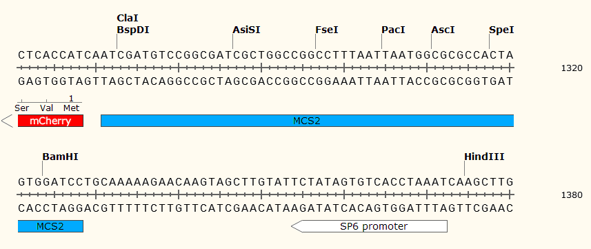 pCS2+8CmCherry 多克隆位点2 点击看大图 pCS2+8CmCherry 多克
隆位点2